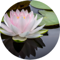 A lotus flower floating in water to act as a portrait of a weight management nutrition client of Voula's