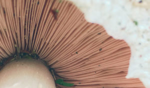 Close up of edible mushroom fins | Nutrition Blog on Enoki Mushroom
