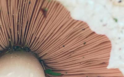 Did Someone Say Magic Mushroom?
